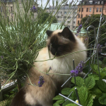 BALKONGEN_2018_16