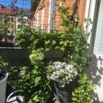 BALKONGEN_2018_27