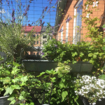 BALKONGEN_2018_28
