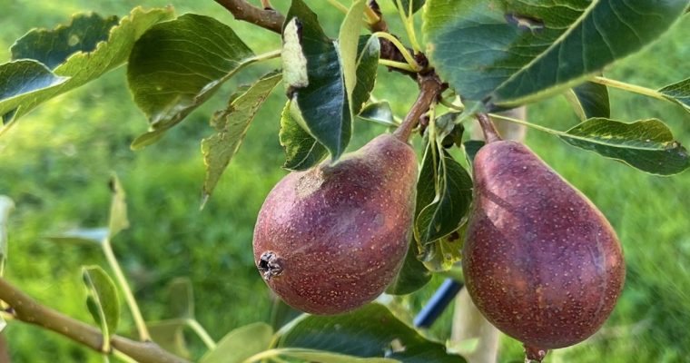 Päronträd – Pyrus communis Pepi ®