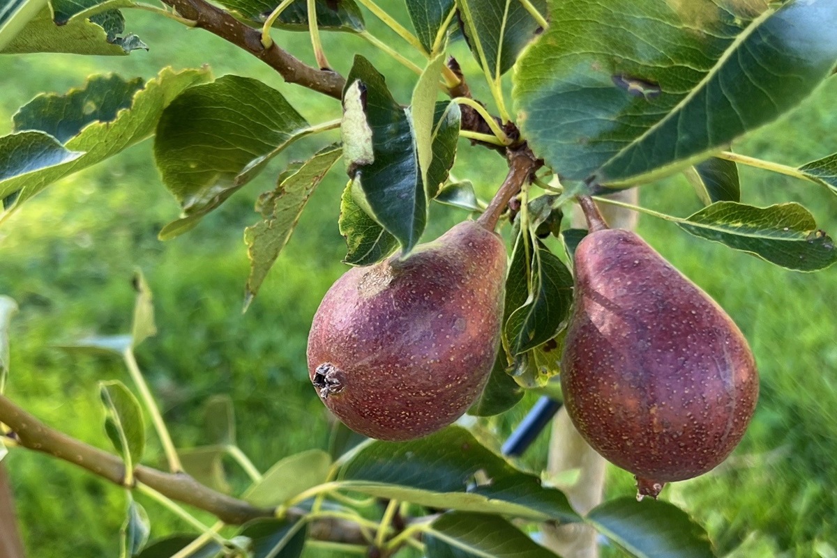 Päronträd – Pyrus communis Pepi ®