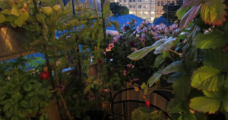 Drömmen om en egen stuga